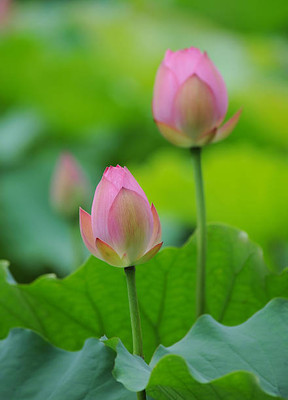 BDSreolve lotus,kamal gatta Seed(11 per packet)