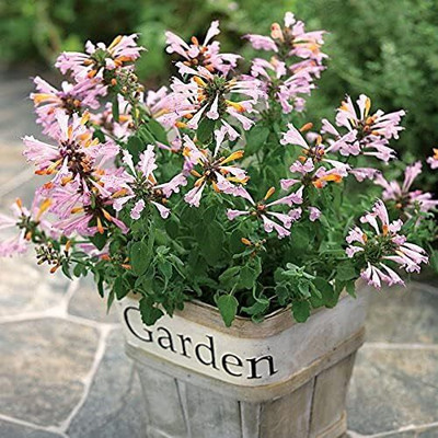 Qualtivate XXX-4A Arizona Sunset Hummingbird Mint Seed(200 per packet)