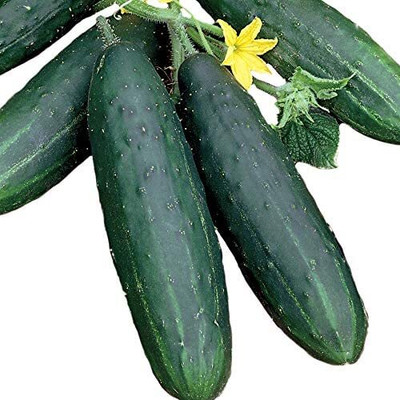 CYBEXIS GUA-32 - Spacemaster Cucumber High-Yield - (150 Seeds) Seed(150 per packet)