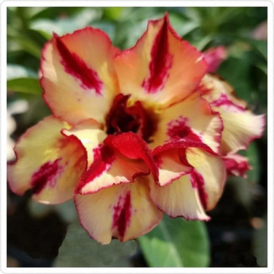 Qualtivate LX-612 Mixed Type Adenium Obesum Desert Rose Seed(30 per packet)