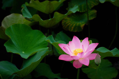 MAA LOTUS,KAMAL SEEDS Seed(24 per packet)