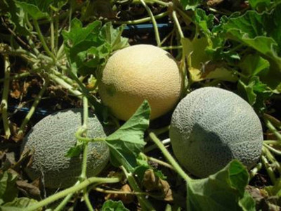 Hybrid Galaxy Muskmelon Seed Seed(190 per packet)
