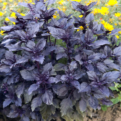 WILLVINE XLL-3 Sweet Basil Dark Opal Seed(2000 per packet)