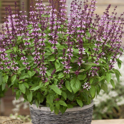 WILLVINE LX-7 Cinnamon Basil Culinary Herb Seed(1000 per packet)