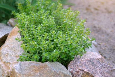 Mozette Organic thyme herb Seed(19 per packet)