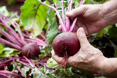 ratna halder beetroot seeds Seed(75 per packet)