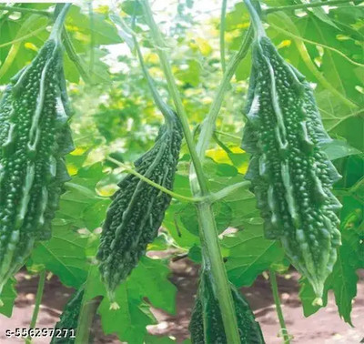LPR KARELA ,BITTAR GOURD Seed(30 per packet)