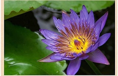 CYBEXIS VVI-89 - Lotus Flower - (30 Seeds) Seed(30 per packet)