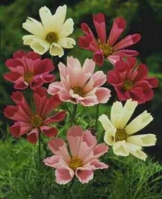 CYBEXIS Cosmos bipinnatus 'Seashells Mix ' / Hardy Annual/Seeds Seed(50 per packet)