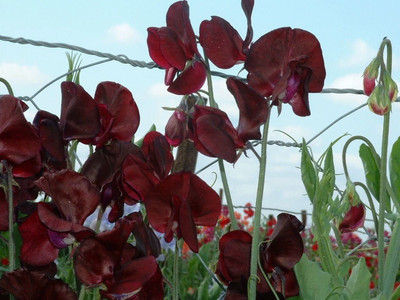 CYBEXIS Sweet Pea - Midnight Seed(50 per packet)