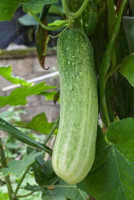 Kodali 57 Pcs -Cucumber Seed Seed(57 per packet)