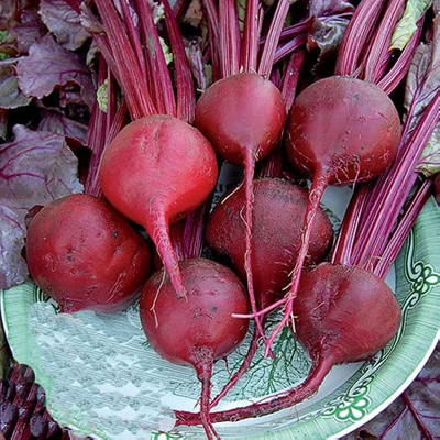BDSresolve beetroot seeds for planting/beetroot seed 80 Seed(80 per packet)