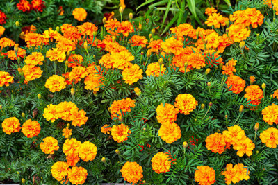 ZIXA marigold/gende ka phool flower seeds Seed(50 per packet)