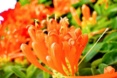 Heen Fab kanakambaram-firecracker-crossandra Seed(70 per packet)