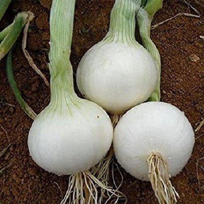 KANAYA Dark Whie Onion High Germination Home And Garden Seed(500 per packet)