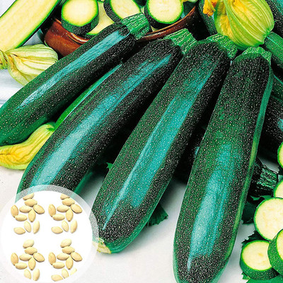 CYBEXIS Green Plant Rustic Zucchini100 Seeds Seed(100 per packet)