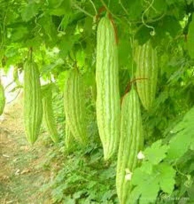 Oliver F1 BEST QUALITY BITTER GOURD SEEDS Seed(26 per packet)