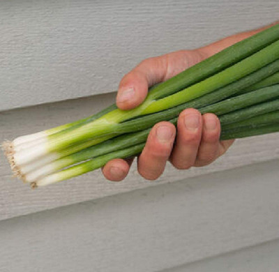 VibeX ® VLR-259 Bunching Onion Nabechan (Green) Seed(1000 per packet)