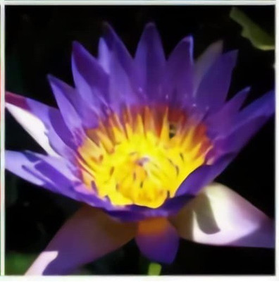 CYBEXIS PUAS-60 - American Lotus - (30 Seeds) Seed(30 per packet)