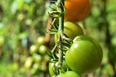 NATURAL LIVE tomato Seed(125 per packet)