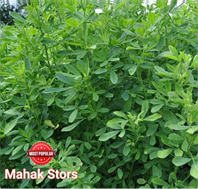 Mahak Stors 5kg animal barsim Malti cutting grass seeds more milk and soft green grass Seed(5 kg)