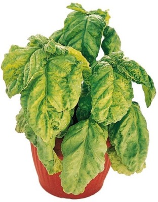 Qualtivate LXI-41 Lettuce Leaf Basil Seeds Seed(1000 per packet)