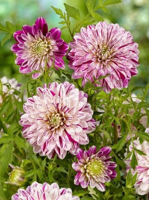 Lorvox Dahlia Ball Pompon Mix Annual Flowers for Planting Seed(108 per packet)