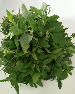 Farmonix Chenopodium ( Bathua ) Seed(300 per packet)