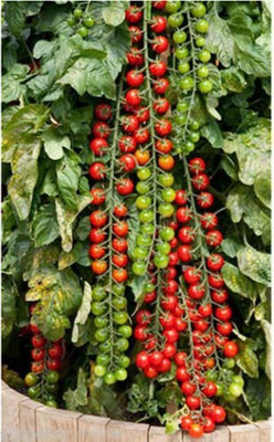 Seedsqlty Cherry tomato seeds, high germination (50 seeds) Seed(50 per packet)
