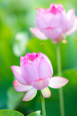 Freshtige lotus,kamal gatta Seed(10 per packet)