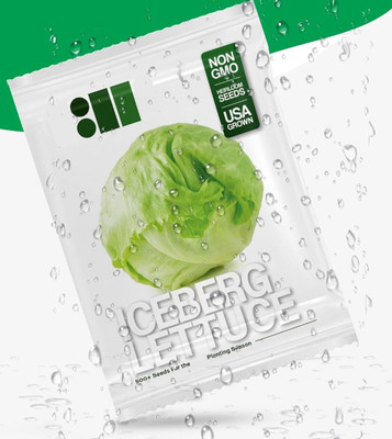 Quentova Iceberg Lettuce 2.5gm-VIC-10Z Seed(2000 per packet)