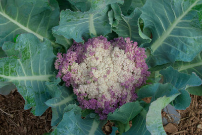 everlite white cauliflower,gobhee seeds Seed(13 per packet)
