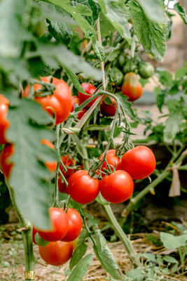 classic green earth tomato Seed(85 per packet)