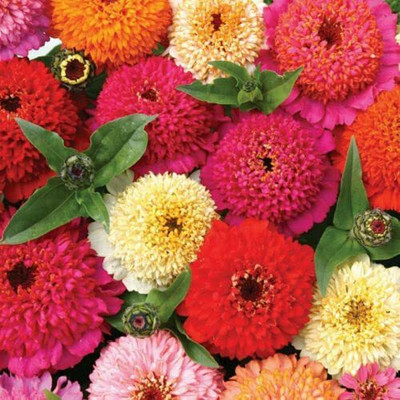 CYBEXIS XLL-1 - Zinnia elegans Mixture - Summer-Flowers - (270 Seeds) Seed(270 per packet)