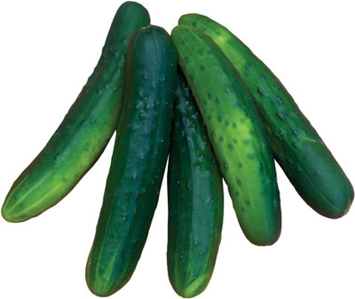Qualtivate ICRA-1A Salad Bush Slicing Cucumber Seeds Seed(300 per packet)