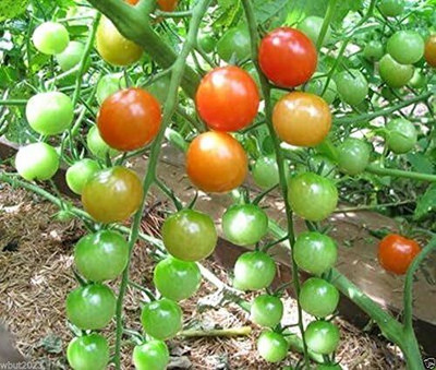 Qualtivate HYB-3A Cherry Tomato Super Sweet Seed(300 per packet)