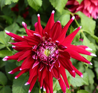 CYBEXIS LX-13 - Mix Color Rare Dahlia - (60 Seeds) Seed(60 per packet)