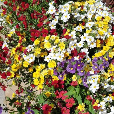 ACCELCROP Nemesia-Giant Carnivel Mixed Flower Seeds Seasonal Flowering Seed(110 per packet)