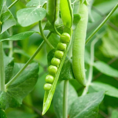 Arshiayat Pea,Matar Garden Seed(210 per packet)