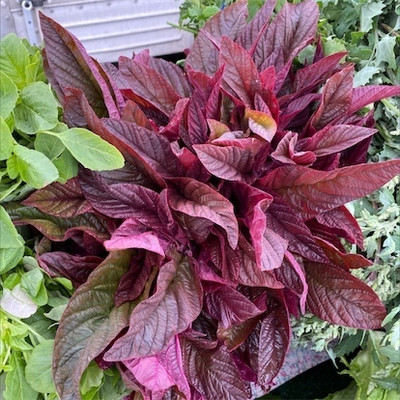 Quentova Amaranth Red Aztec Red Spinach-XIL-4H Seed(250 per packet)