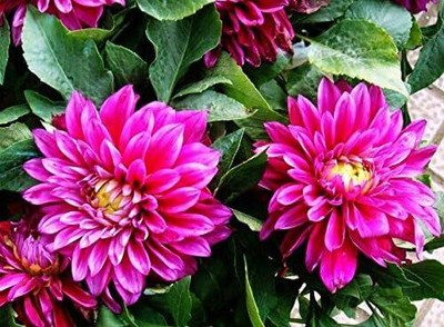 LPR DAHLIA Seed(100 per packet)