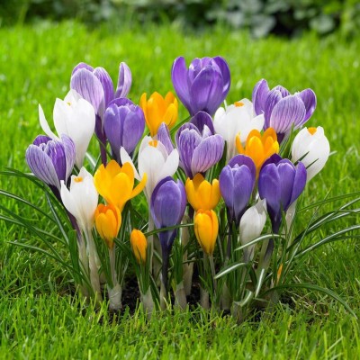 Andhagnai Greens Crocus Imported Flower Bulbs (Multicolor) For Landscaping Garden Seed(5 per packet)