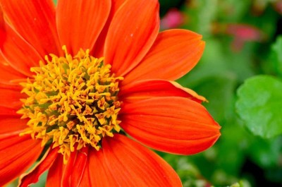 CYBEXIS VVI-38 - Mexican Sunflower (Goldfinger) - (450 Seeds) Seed(450 per packet)