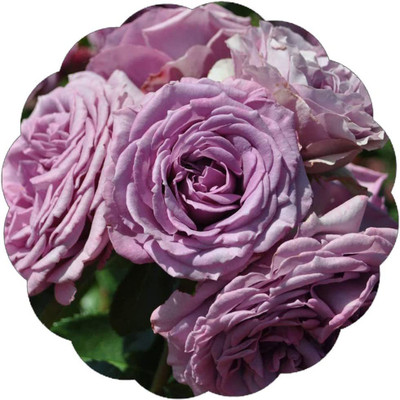 WILLVINE LX-102 Arborose Quick Silver Climbing Rose Seed(50 per packet)