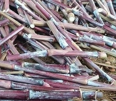 NATURE FARM AUSTRLIAN RED NAPIER MULTICUT GRASS STICKS SEEDS Seed(10 per packet)