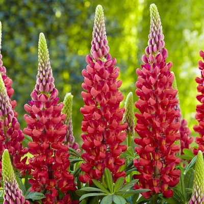 Lorvox Lupin Flower Seed(55 per packet)