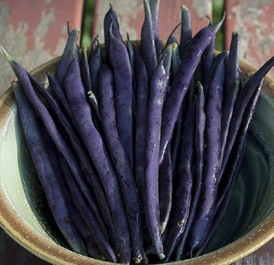 CYBEXIS Blue Pole Bean Vegetable Seeds800 Seeds Seed(800 per packet)