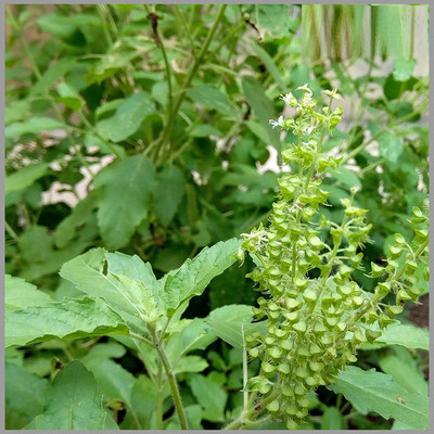 WILLVINE Trittavu Ocimum Kapoor Tulsi for Growing Sowing-[2000 Seeds] Seed(2000 per packet)