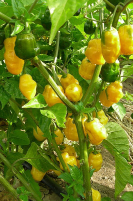 WILLVINE chilli Seed(10000 per packet)