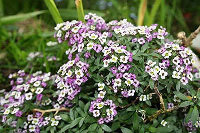 Lorvox Allysum Snow White, Allysum Seed(125 per packet)
